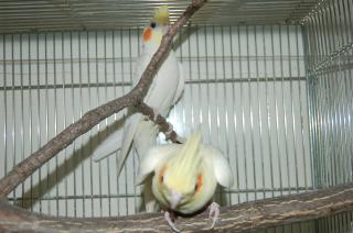 IN-472 白オカメインコ ペアで 若です。 | キットウココ ペット部