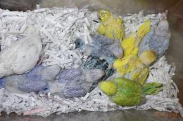 IN-3942　綺麗なセキセイインコの雛(登録料込みの価格)