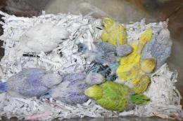 IN-3942　綺麗なセキセイインコの雛(登録料込みの価格)