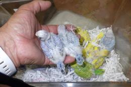 IN-3942　綺麗なセキセイインコの雛(登録料込みの価格)
