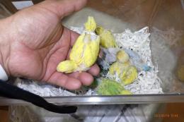 IN-3942　綺麗なセキセイインコの雛(登録料込みの価格)