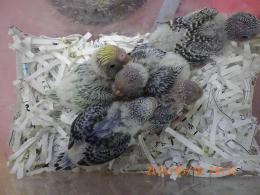 IN-4473　セキセイインコのヒナ