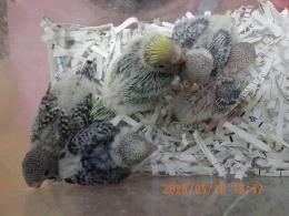 IN-4473　セキセイインコのヒナ