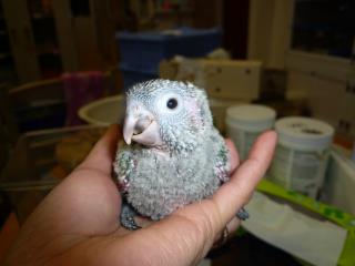 IN-1811 珍しいイワウロコインコの雛 | キットウココ ペット部