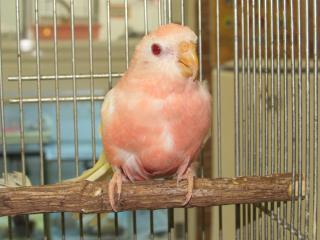 In 2219 アキクサインコ ルチノー キットウココ ペット部