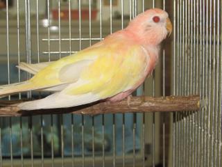 In 2219 アキクサインコ ルチノー キットウココ ペット部 In 2219 アキクサインコ ルチノー キットウココ ペット部