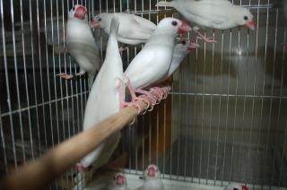 KOT-851 ヨーロッパ輸入の白文鳥 2羽で | キットウココ ペット部