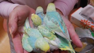 インコ 餌 セキセイ 雛 セキセイインコの雛の飼い方と成長【餌・ケージ・心配事など】