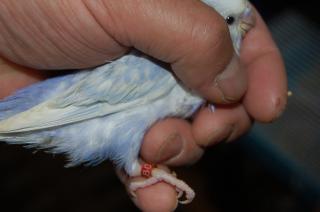 In 468 手乗りセキセイインコ コバルトスパンクル キットウココ ペット部