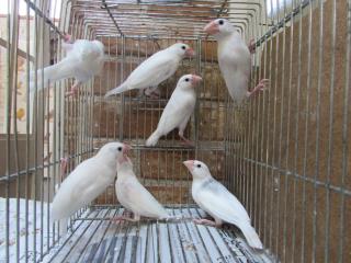 KOT-1758 白文鳥の若鳥 1羽の価格 | キットウココ ペット部