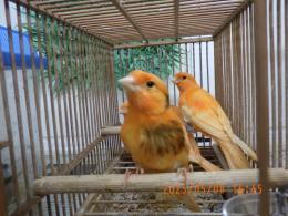 KOT-2732　25年生　赤カナリヤの若鳥