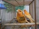 KOT-2732　25年生　赤カナリヤの若鳥