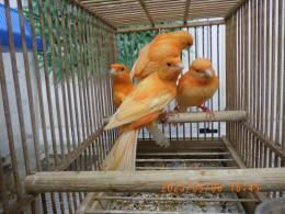KOT-2732　25年生　赤カナリヤの若鳥