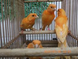 KOT-2732　25年生　赤カナリヤの若鳥