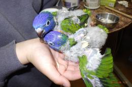 IN-4298　ゴシキセイガイインコの雛　残り女の子