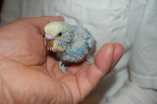 IN-959 ジャンボセキセイインコの雛 2羽居ます。 | キットウココ ペット部