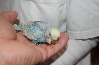 IN-959 ジャンボセキセイインコの雛 2羽居ます。 | キットウココ ペット部
