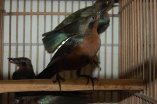 Kot 465 セイキムクドリ キットウココ ペット部