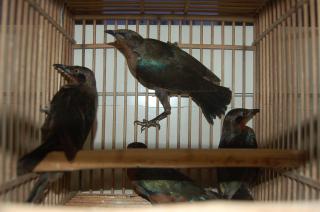 Kot 465 セイキムクドリ キットウココ ペット部