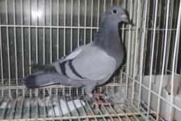 HT-1029　レース鳩　灰　管理№038　♂っぽい