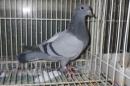 HT-1029　レース鳩　灰　管理№038　♂っぽい