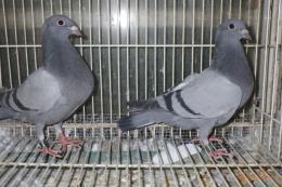 HT-1029　レース鳩　灰　管理№038　♂っぽい