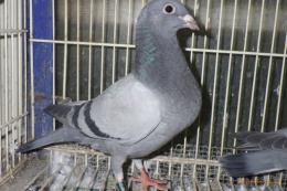 HT-1030　レース鳩　灰　管理№039　雌っぽい