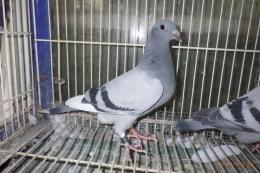 HT-1032　レース鳩　BW　管理№046　雌っぽい　