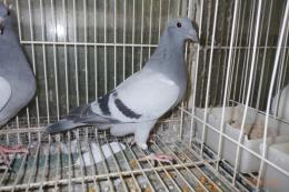 HT-1033　レース鳩　灰　管理№047　オスっぽい