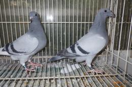 HT-1033　レース鳩　灰　管理№047　オスっぽい