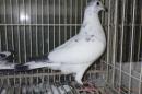 HT-1034　レース鳩　モザイク　管理№　オスっぽい