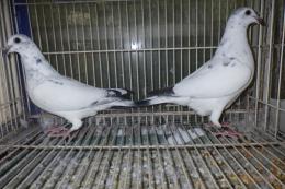 HT-1034　レース鳩　モザイク　管理№　オスっぽい