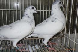 HT-1034　レース鳩　モザイク　管理№　オスっぽい