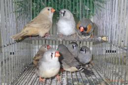 KOT-2733 ジャンボキンカチョウ　まだ幼鳥　1羽の価格