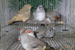 KOT-2733 ジャンボキンカチョウ　まだ幼鳥　1羽の価格