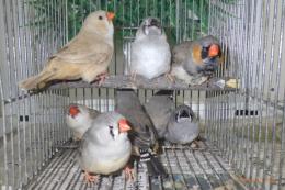 KOT-2733 ジャンボキンカチョウ　まだ幼鳥　1羽の価格