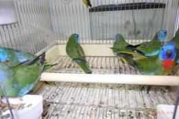 IN-4299　ヒムネキキョウインコ　24年～25年生　雄雌で