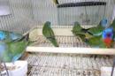 IN-4299　ヒムネキキョウインコ　24年～25年生　雄雌で