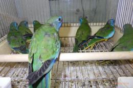 IN-4299　ヒムネキキョウインコ　24年～25年生　雄雌で