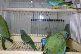 IN-4299　ヒムネキキョウインコ　24年～25年生　雄雌で