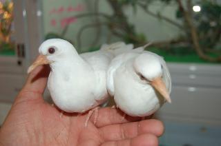 Ht 310 当舎生まれの銀鳩 もう直ぐ巣立ち雛 1羽の価格 キットウココ ペット部