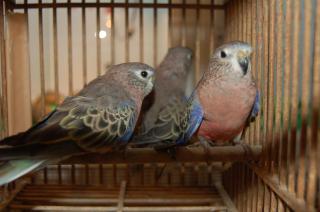 In 481 アキクサインコ ルチノースプリット 雄 キットウココ ペット部