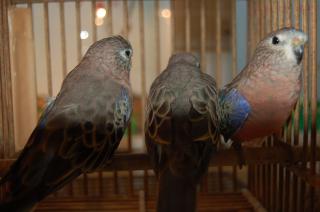 In 481 アキクサインコ ルチノースプリット 雄 キットウココ ペット部 In 481 アキクサインコ ルチノースプリット 雄 キットウココ ペット部