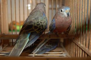 In 481 アキクサインコ ルチノースプリット 雄 キットウココ ペット部 In 481 アキクサインコ ルチノースプリット 雄 キットウココ ペット部