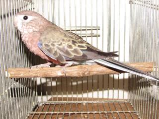 In 2238 当歳のアキクサインコ ノーマル キットウココ ペット部