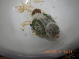 IN-4301　アカオウロコインコ・パイナップル