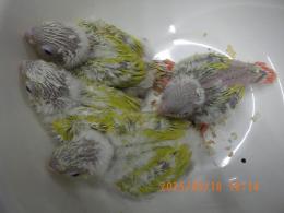 IN-4302　アカオウロコインコ・サンチーク　