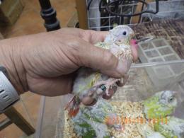 IN-4302　アカオウロコインコ・サンチーク　