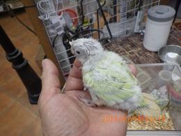 IN-4303　アカオウロコインコ・ミント?ムーンチーク?