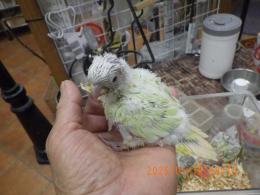 IN-4303　アカオウロコインコ・ミント?ムーンチーク?